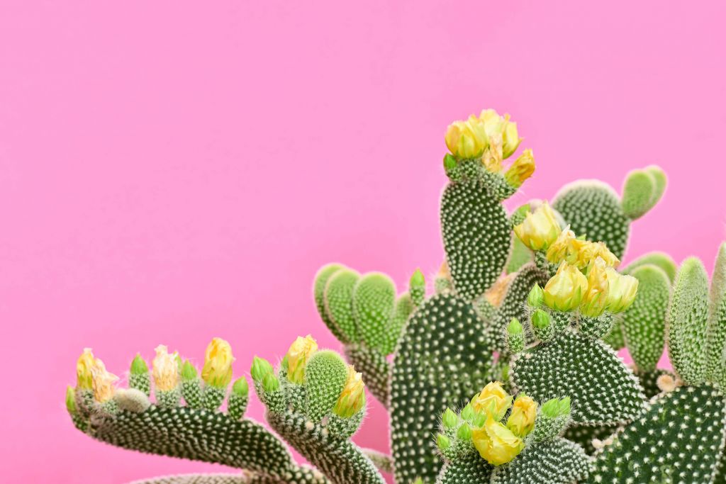 Cheerful Cactus
