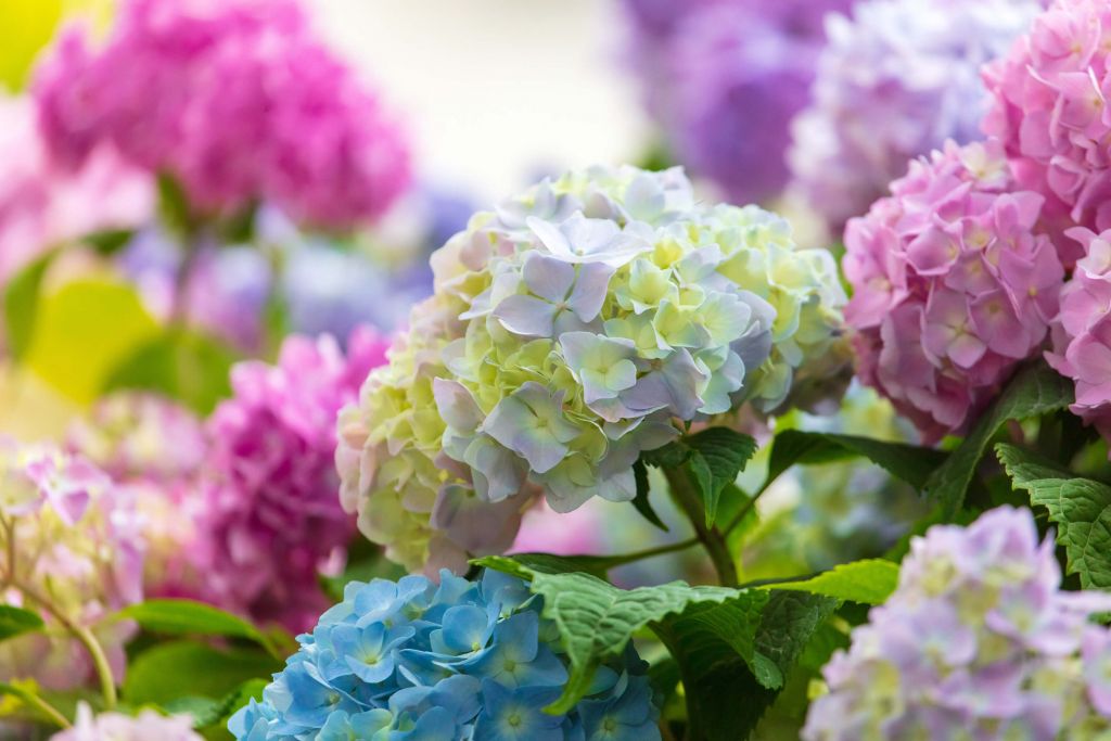 Colorful flowers