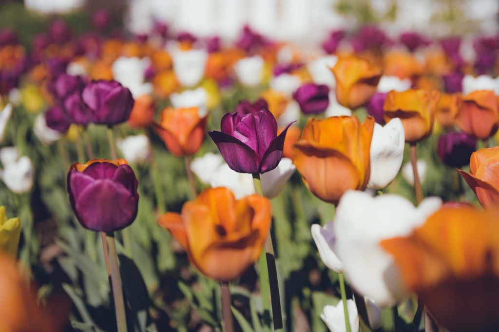 Colorful tulips in vintage style