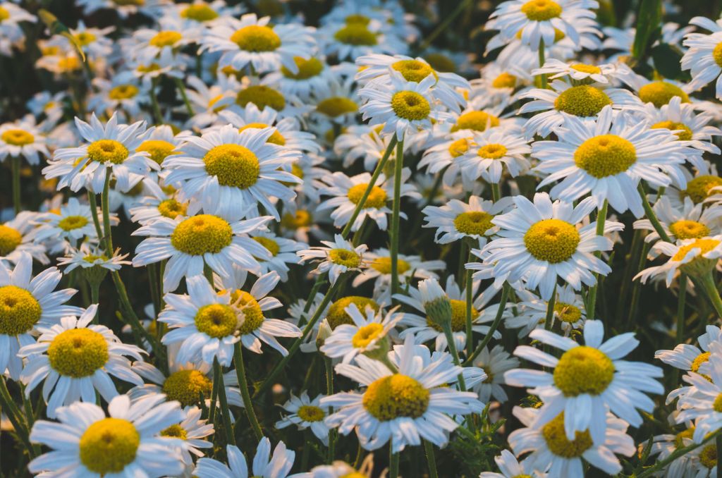 Vintage Daisies