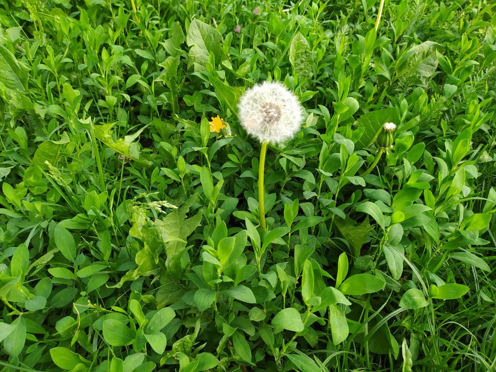 Green field with dandelion
