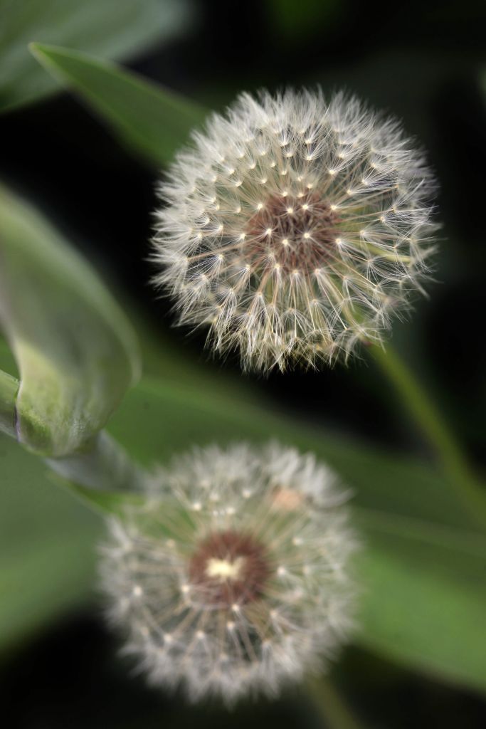 Close-up dandelions