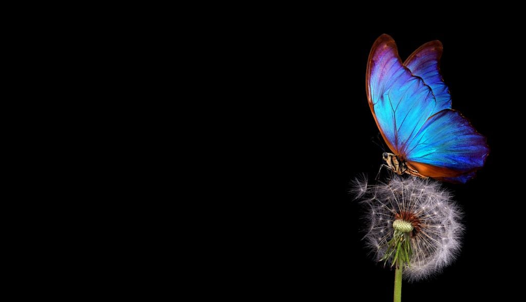 Blue butterfly on a dandelion