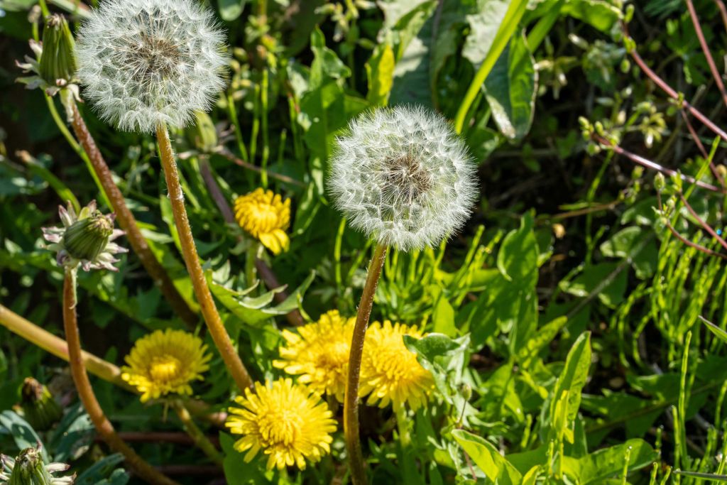 Close-up yellow and fluffy dandelions