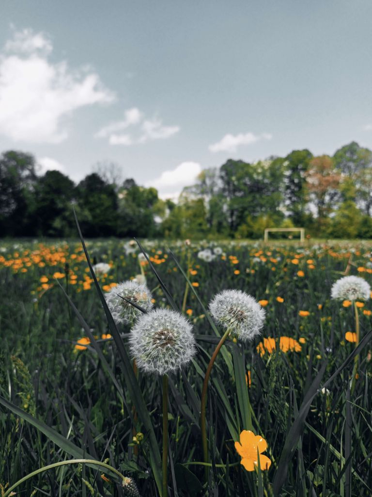 Dandelion meadow