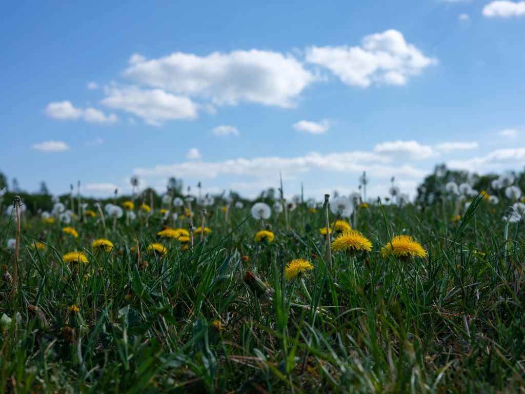 Yellow dandelions