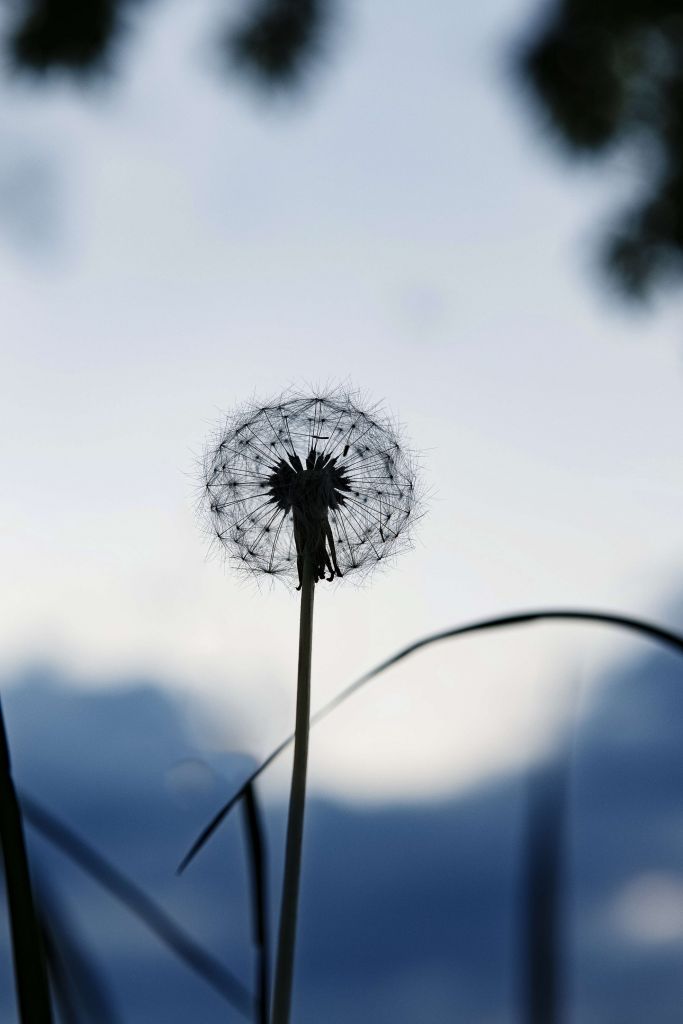 Portrait dandelion