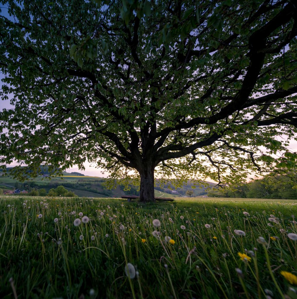 Spring tree and dandelions