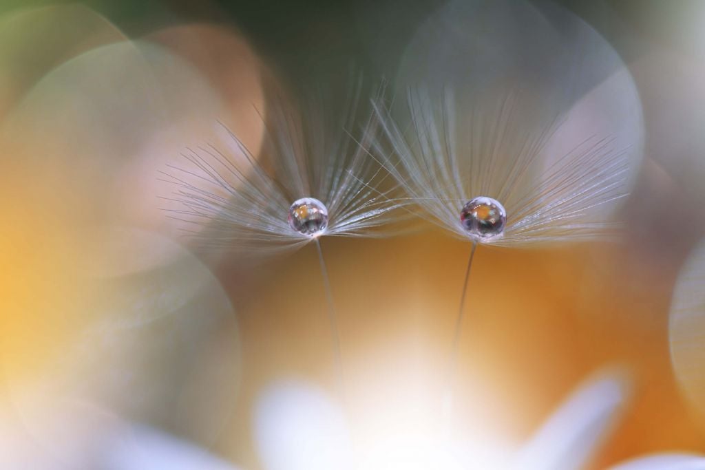 Dandelion seeds