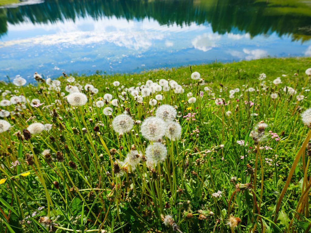 Flowery field