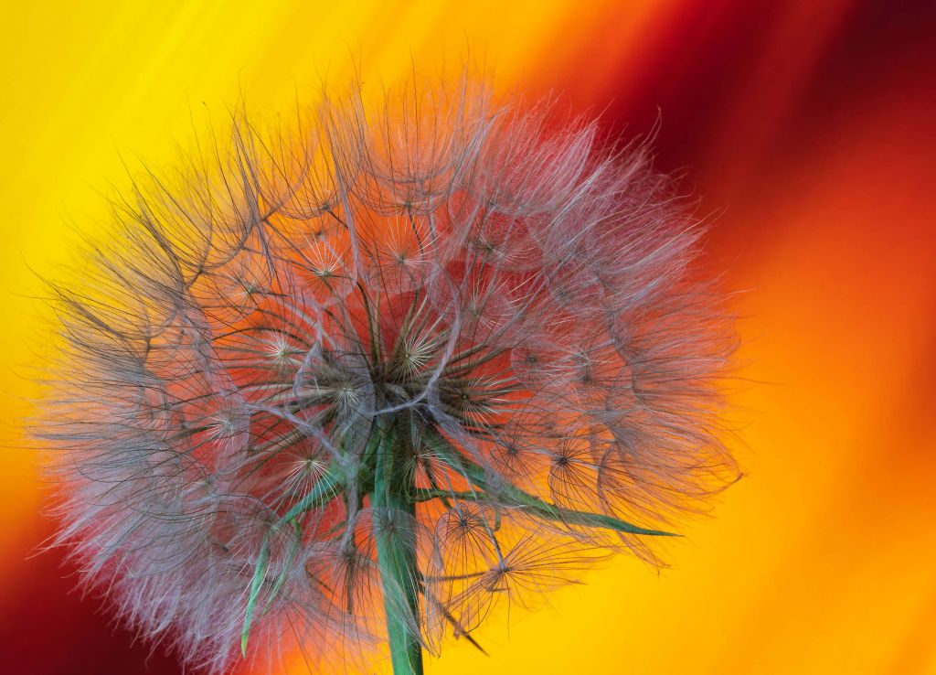 Close-up Dandelion