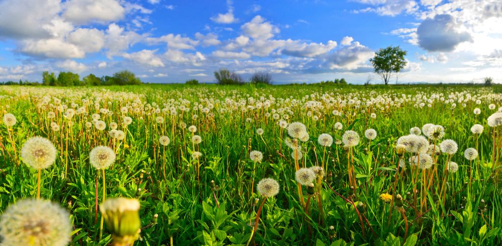 Field of Dandelions