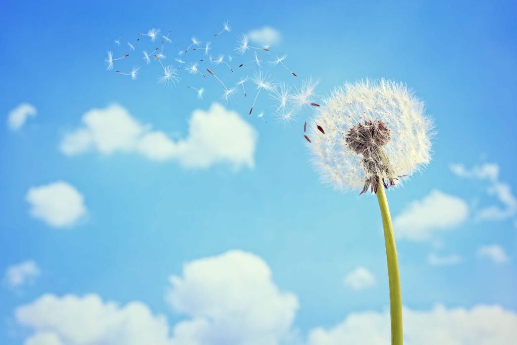 Flying dandelion seeds