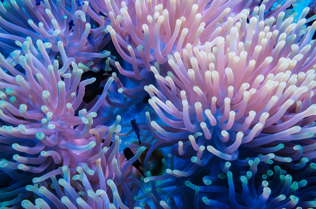 Close-up Coral