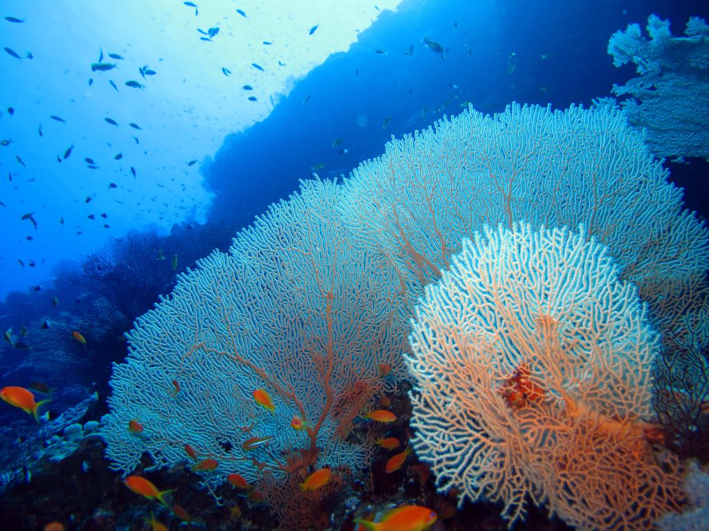 Coral with fish