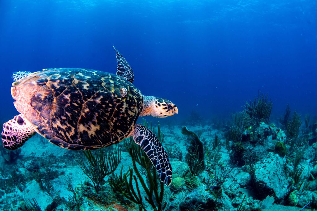 Swimming turtle in the ocean