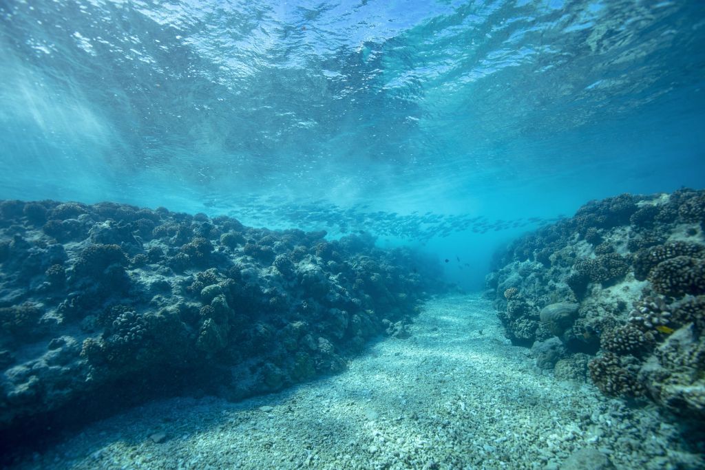 Underwater world with coral