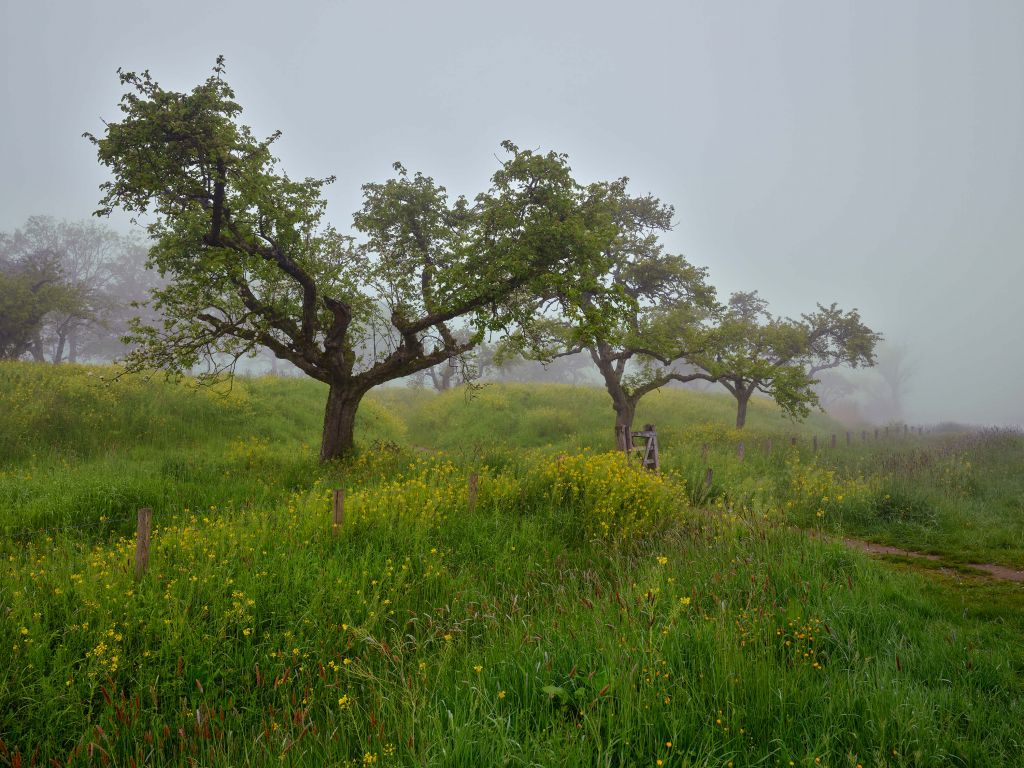 Trees with yellow flowers and mist