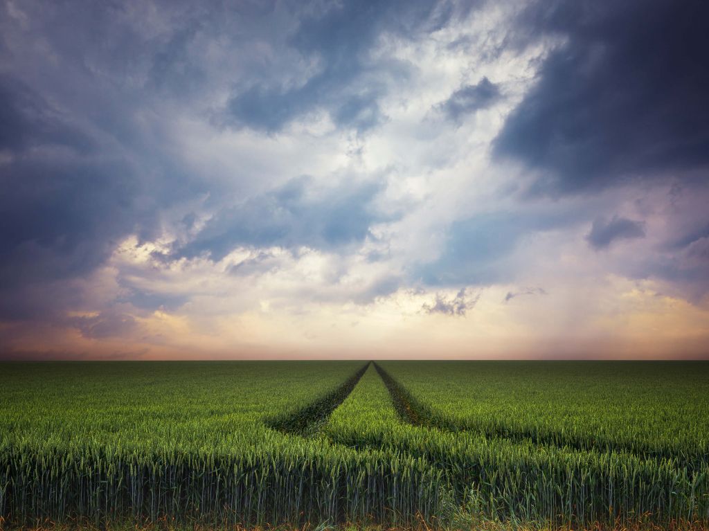 Tracks in wheat field