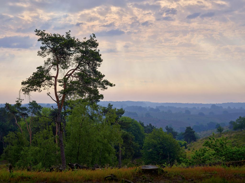 View of heath and forest