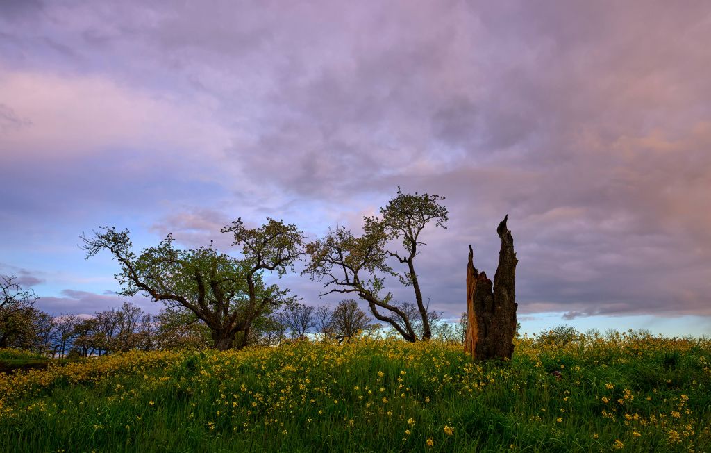 Tree trunk in yellow flower field