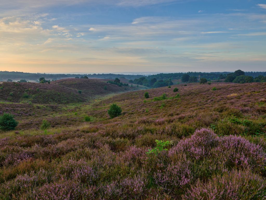 Heather in bloom