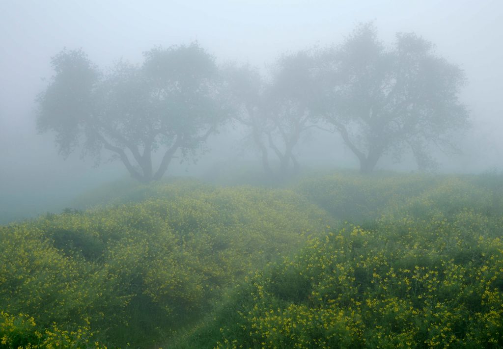 Trees in dense fog