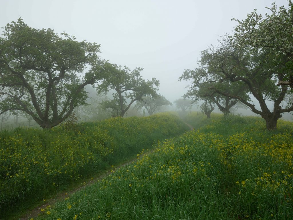 Path through hills with yellow flowers
