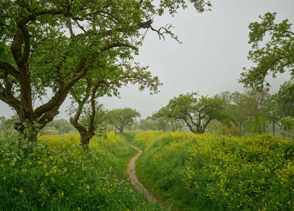 Path through hills with yellow flowers