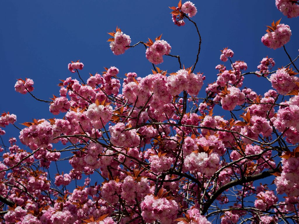 Pink blossom with blue sky