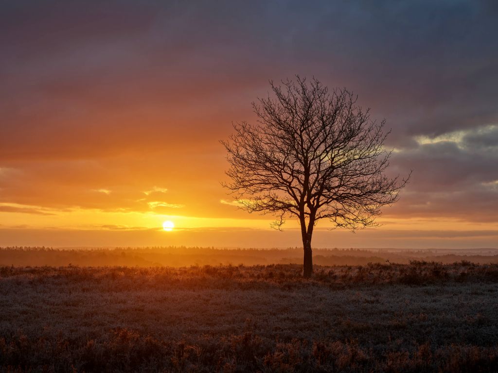 Colourful sunrise on the heath