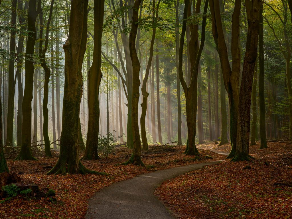 Sun rays at path through the forest