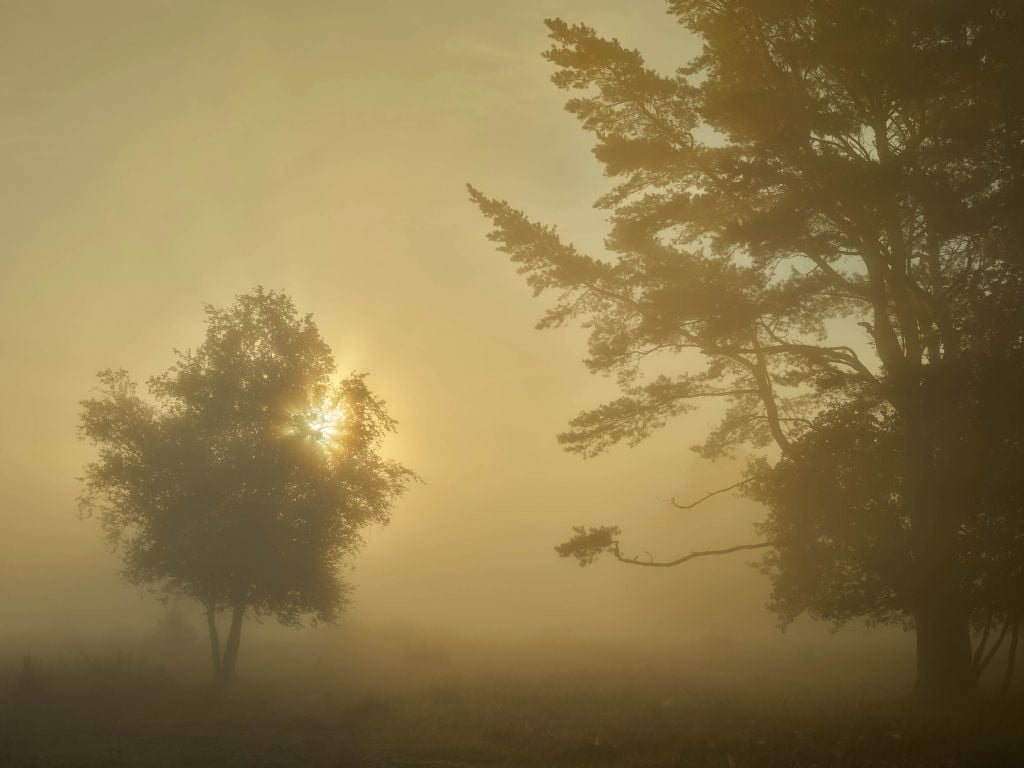 Sunrise in the fog