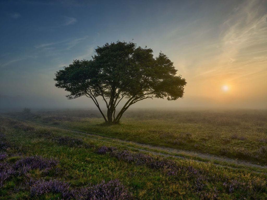 Sunrise on the heath