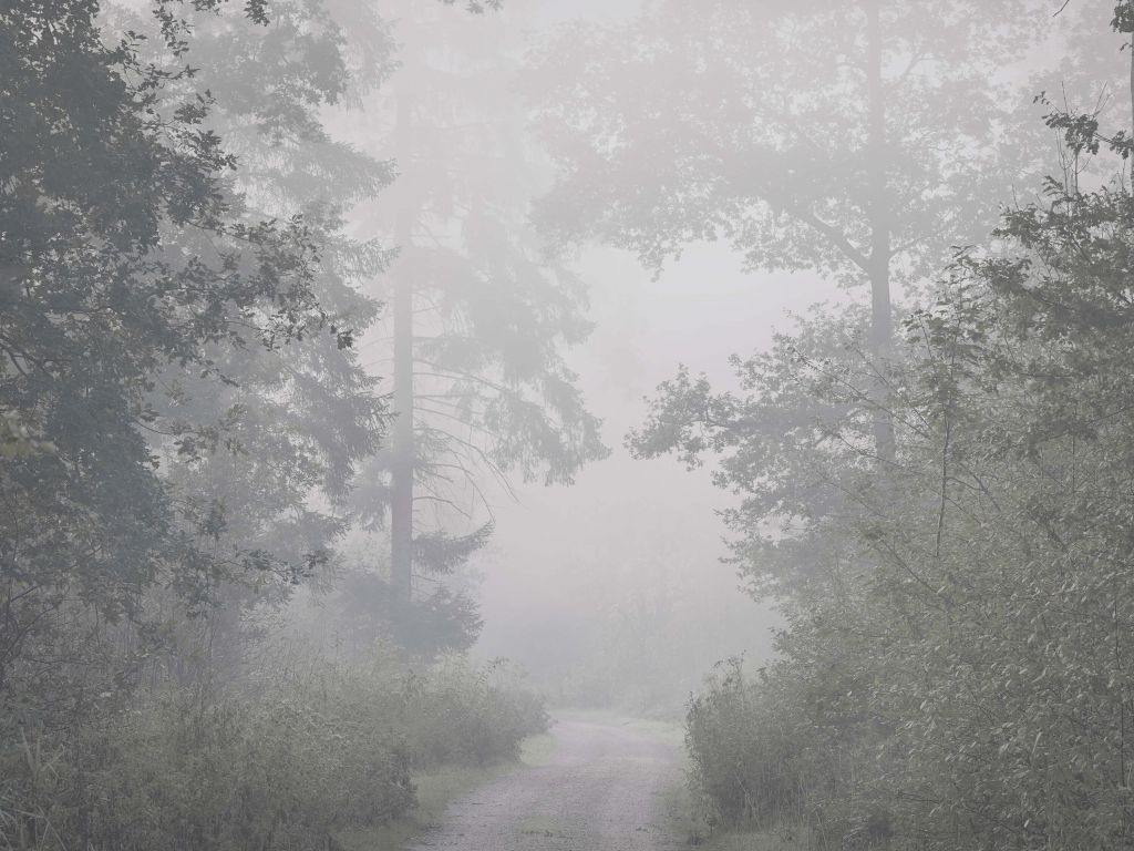 Road through misty forest