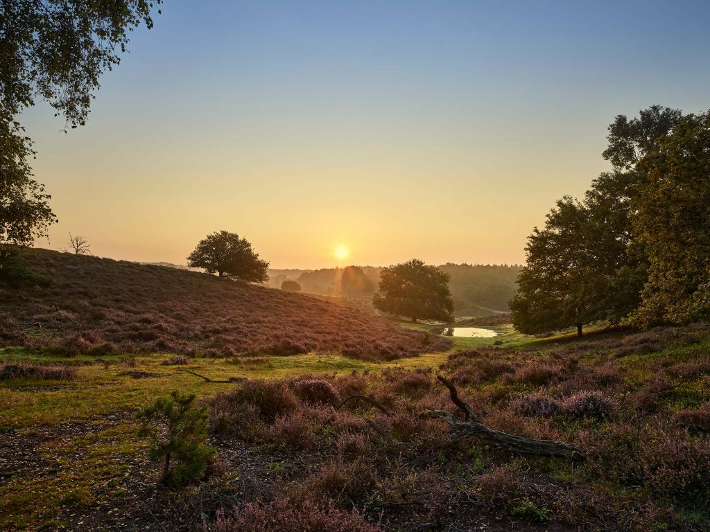 Puddle on the heath