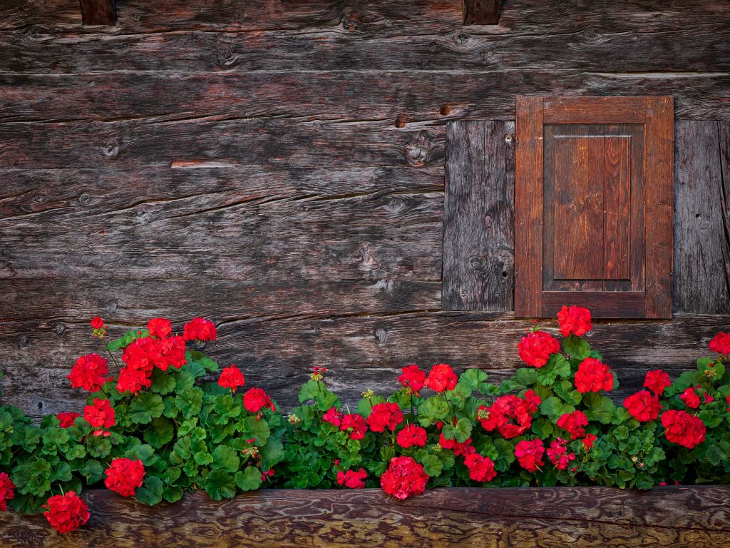 Old wood with flowers