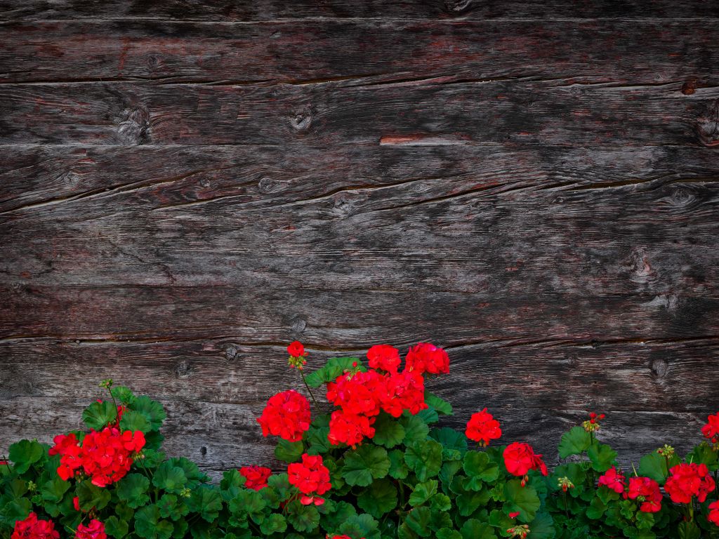 Weathered wood with flowers