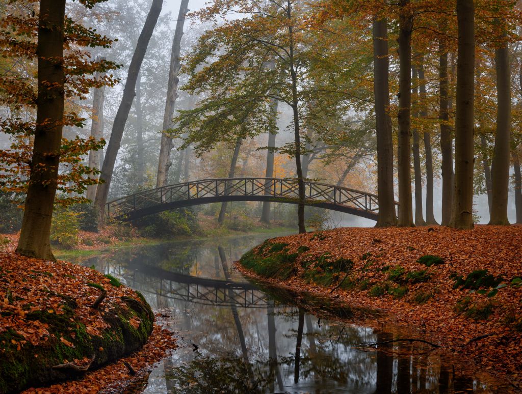 Bridge in the autumn forest
