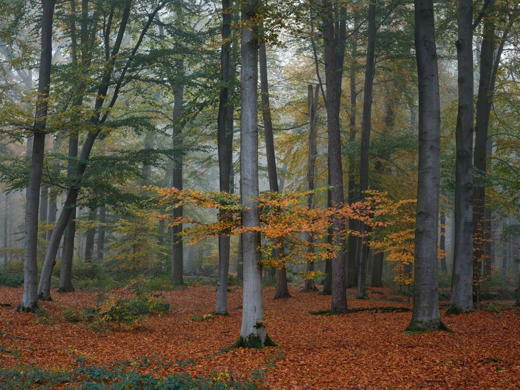 Autumn colours in misty forest