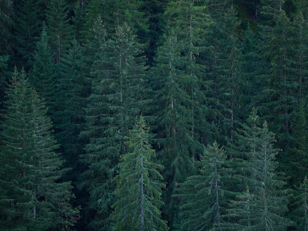 Conifers with pine cones