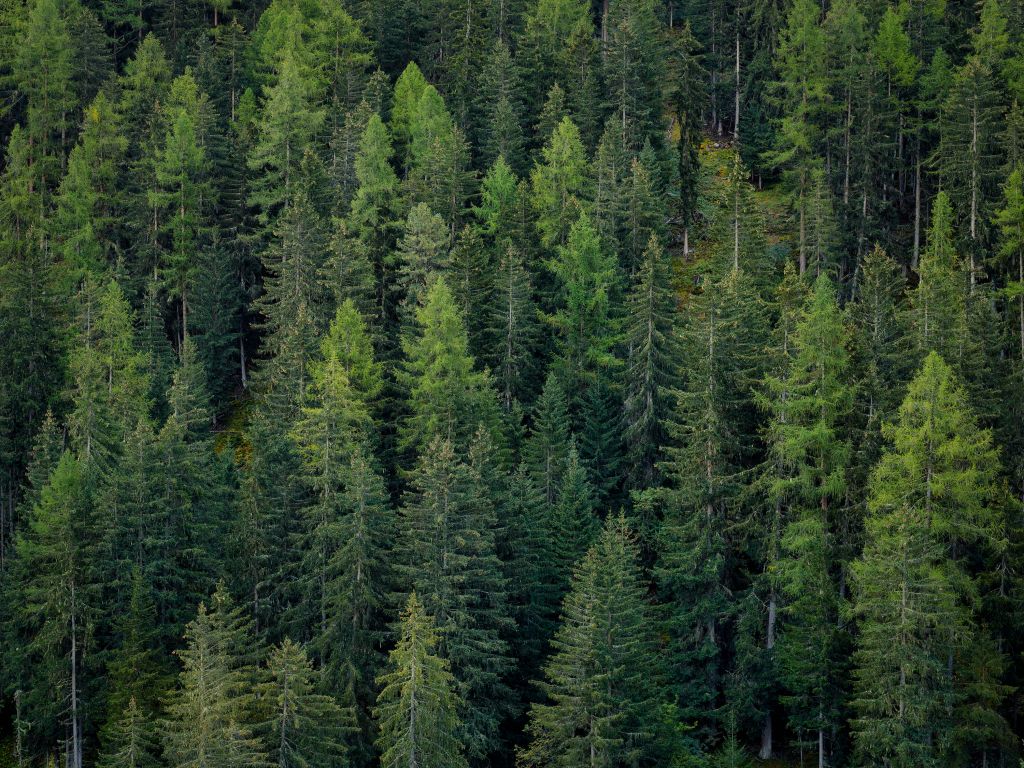 Green spruce forest