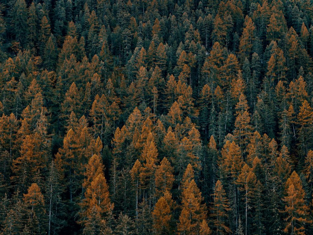 Coloured pine trees