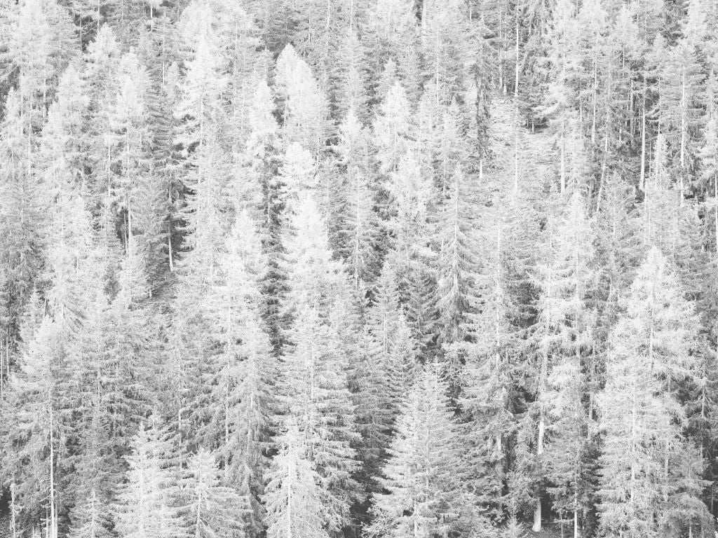 Conifers in black and white