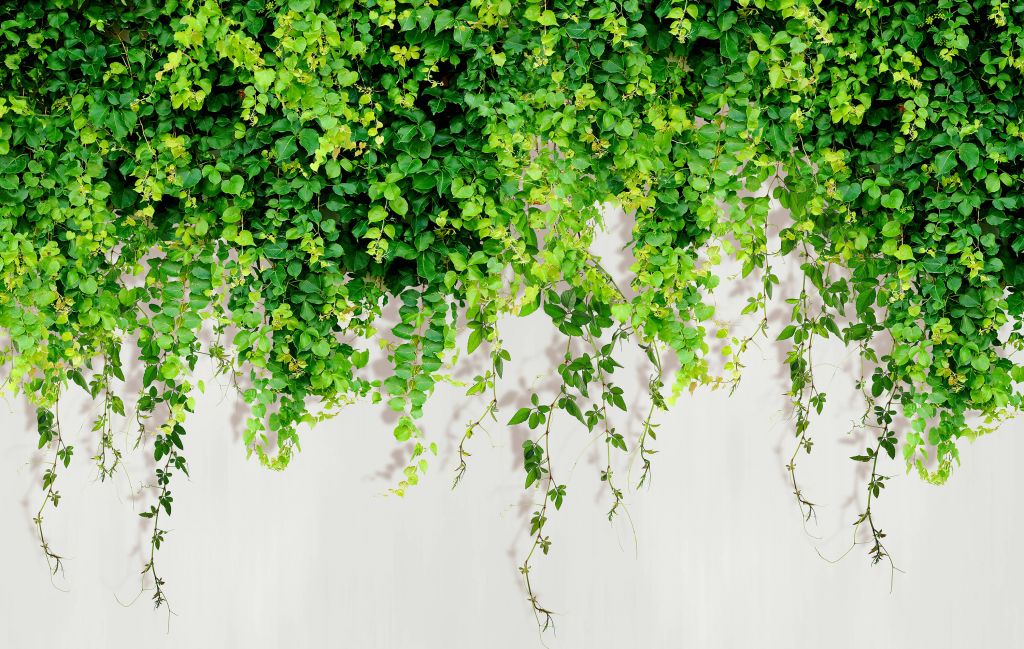 Green hanging branches