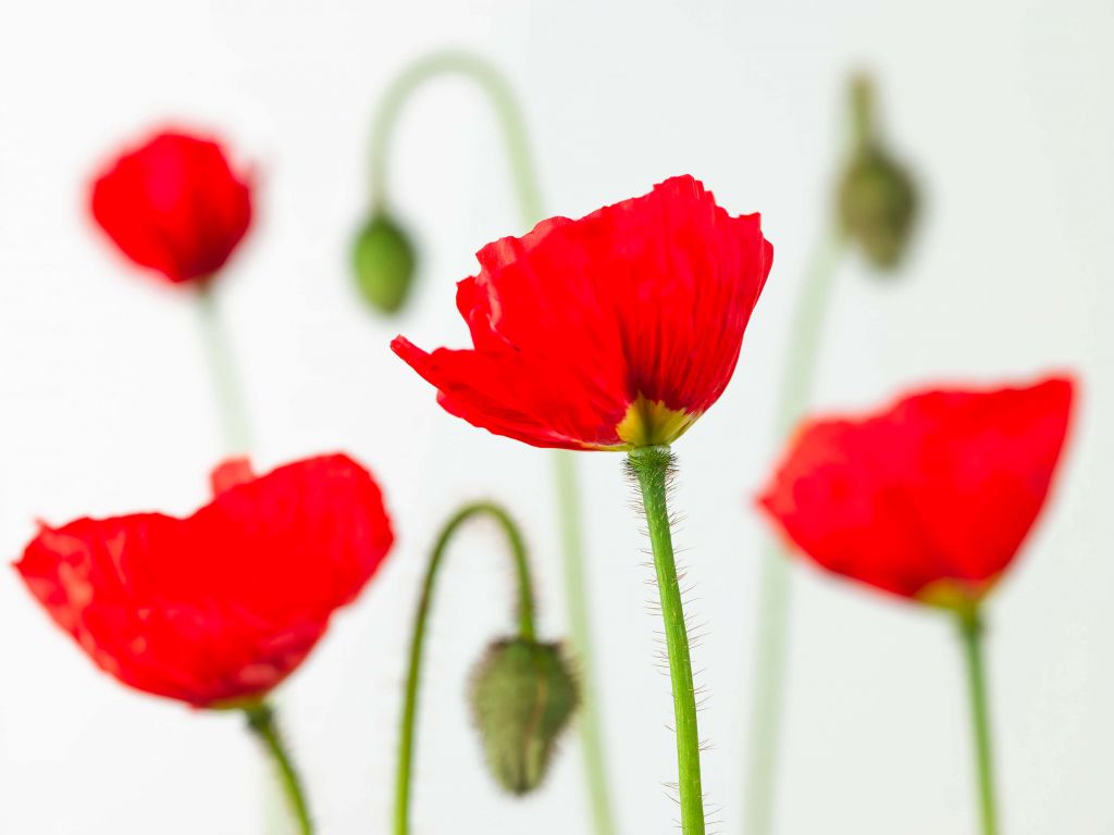Close-up red poppies