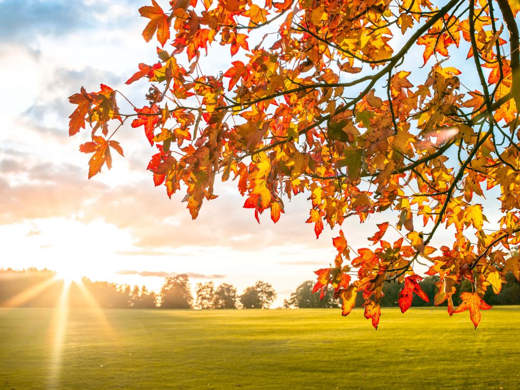 Autumn tree at sunset