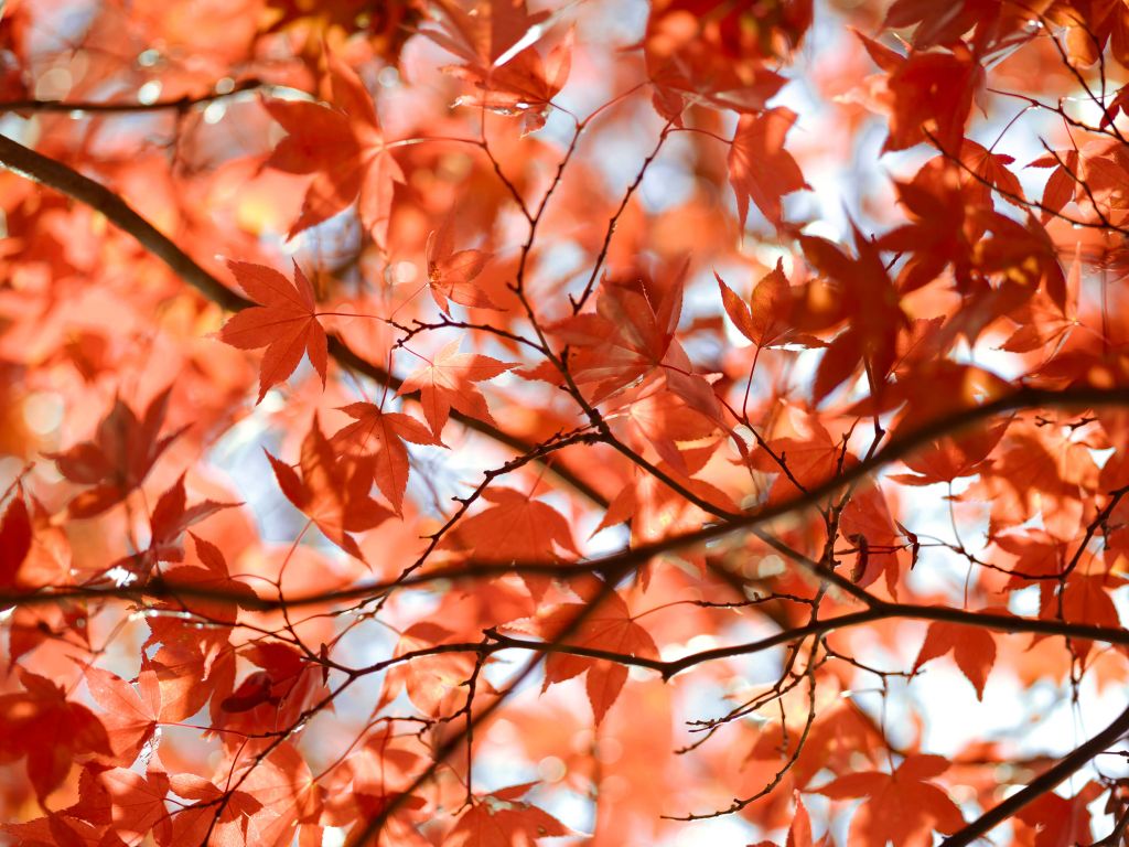 Colourful Autumn Leaves