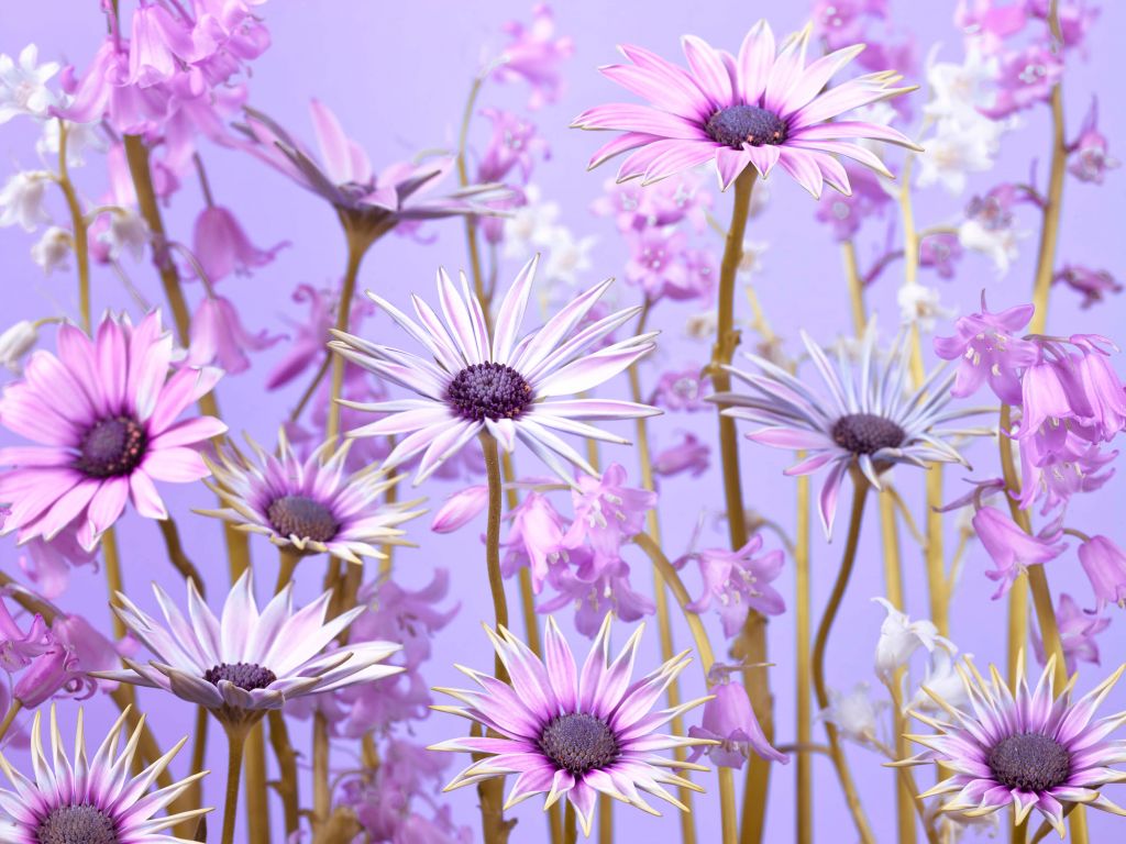 Colourful purple flowers