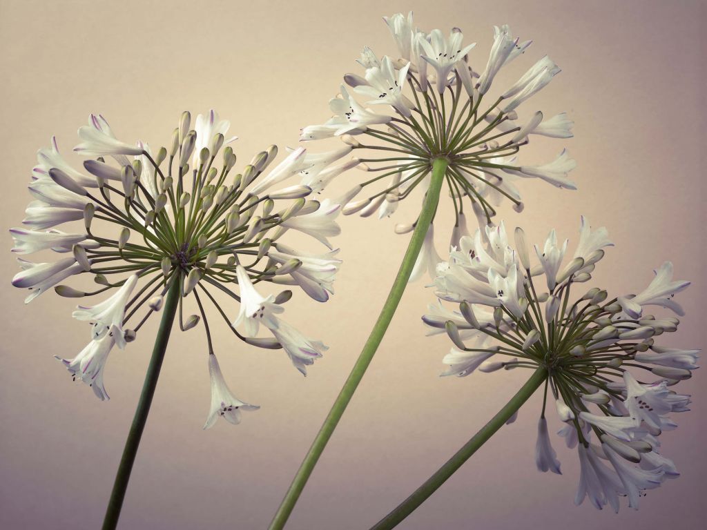 African lilies